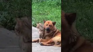 Cute Cat Moments 😍😍