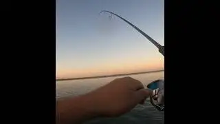 Pescamos un buen pez y pasa lo que tenía que pasar 😔😔#huelva #pesca #fishing_video