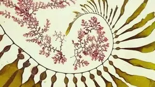 Nature’s Reset: Why we are Wired for the Wild