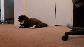 Playful time with Jazz #Catplaytime, #CuteCatVideo, #CatToyFun