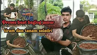 Buat baglog jamur tiram dan tanam tanaman seledri