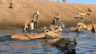 Сайгаки на водопое. Saigas at a watering hole