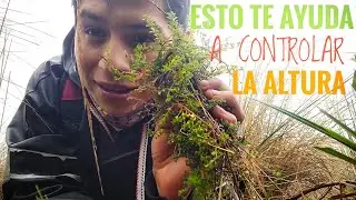 Cómo se cosecha el SUNFO 🌿🍃(Bueno para la Altura)