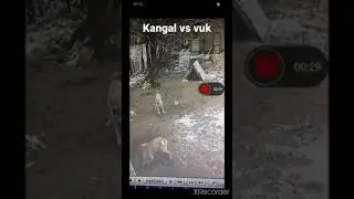 kangal vs vuk