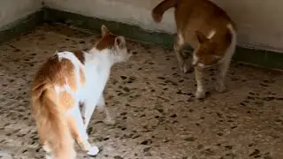Kucing Mak sama anak bermain bertengkar #habibjayachannel #habibviral #shortsvidiohabib
