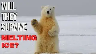 Arctic Ice Melting: Will Animals Be Able To Adapt?