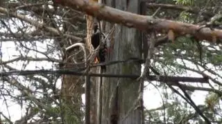 Барабанная трель - песня дятла. woodpecker