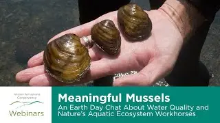 Meaningful Mussels