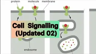 Cell Signalling || Updated 02 ||