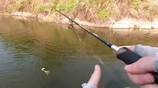 Giant Snakehead attack