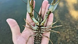 Раки на раколовку