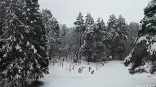 Нижегородская область, г. Кстово (лес)