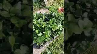Пришла рассада клубники. Обработка перед посадкой. #клубникатюмени