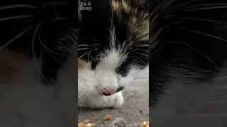 A calico cat 😸 is eating cookies 