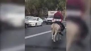 ЗАТО БЕЗ ПРОБОК Алматы, осёл с госномером и зеркалами.