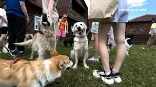 Как развлекаются собаки в Омске? Dog Day Party Анастасии Минаевой