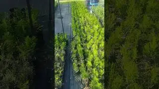 Разница роста горшки п9 и пакеты 1.5л