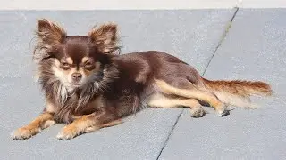 The Chihuahua | A Brief Overview