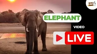 Herd of Elephants Grazing