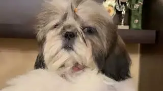 Малышка  ши тцу Злата!!!