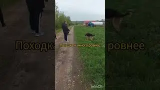 Вочик привыкает и учится жить в любви