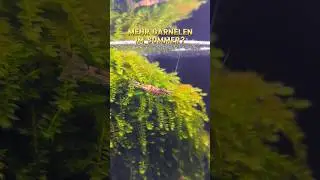 Mehr Garnelen zu dieser Jahreszeit? 🦐🤯 #aquaristik #aquarium #garnelen