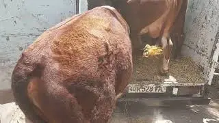 Барака болган вариантидан ☝️