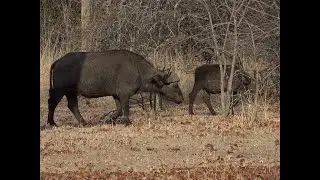 A Proper Buffalo Hunt
