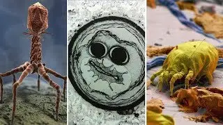 Amazing Electron Microscope Images Part 2