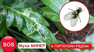 Будьте внимательны! Муха минер. Как бороться!?