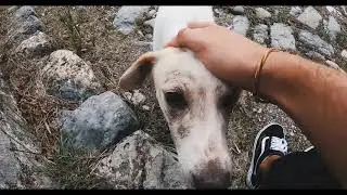 Sevimli Köpekler