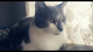 My Cat Trying Out Snapchat He Looks Bootiful