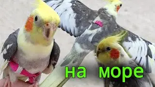 Попугай Корелла Гучи на море! Отдыхаем с Гучи!
