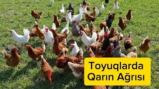 Toyuqların qarını ağrıyanda hansı dərmanları vermək lazımdır ❓
