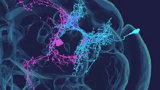 Zoom into a synapse