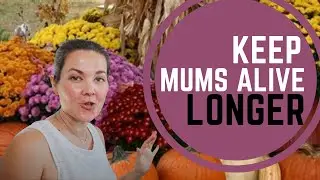 How to keep your mums alive for fall displays | Simple.Honest.Design