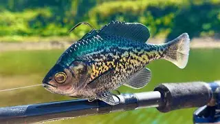 Fishing a CRAPPIE SWIMBAIT for BIG BASS!