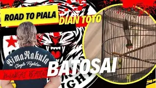 ROAD TO PIALA DIAN TOTO || MURAI BATU BATOSAI OBRAL MATERI DAN GAYA