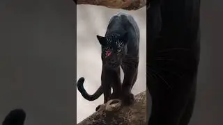 #animals #wildlife The black panther