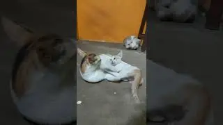 VICKY Playing with her Babies