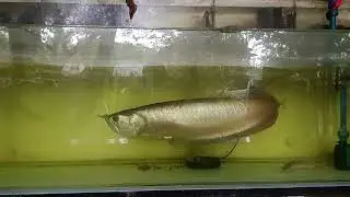 Arwana 