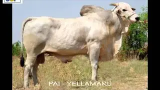 TOURO NELORE INDIANO   NJOP 44 ADIMANTAN