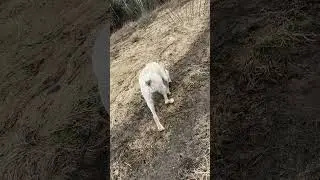 Партизанка = tanks are not afraid of dirt🐉