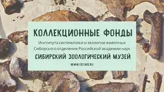 Сибирский зоологический музей, Новосибирск