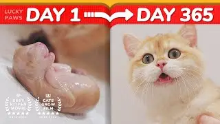 😂Cat Hater's Nightmare! - How Kittens Grow Up 0-365 Days