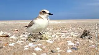 عش طائر الزقزاق
