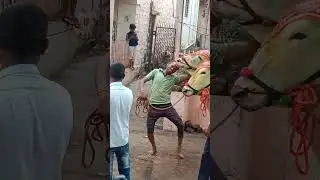 maharashtrian bendur funny dance#mahararashtra#funnyindia