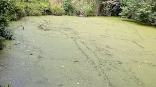 AMIGO RETIRANDO DO TANQUE VEGETAL RICO EM NITROGÊNIO