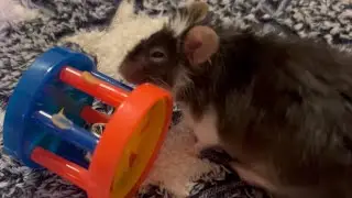 Bob. | Mice And Rat Enrichment