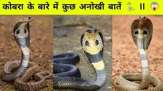 कोबरा सांप के बारे में कुछ अनोखी बातें ll Some Unique About Cobra snake  #cobra #snake #shorts